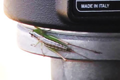 Conocephalus saltans