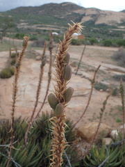 Aloe melanacantha