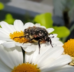 Oxythyrea funesta
