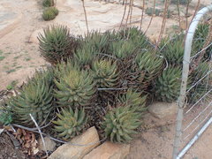 Aloe melanacantha