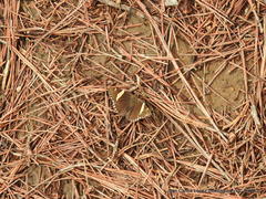 Thorybes pseudocellus