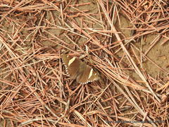 Thorybes pseudocellus