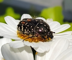 Oxythyrea funesta