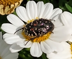Oxythyrea funesta
