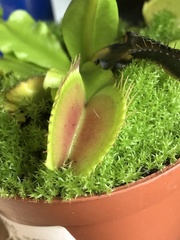 Dionaea