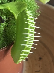 Dionaea