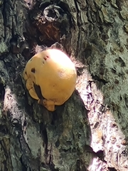 Fungi