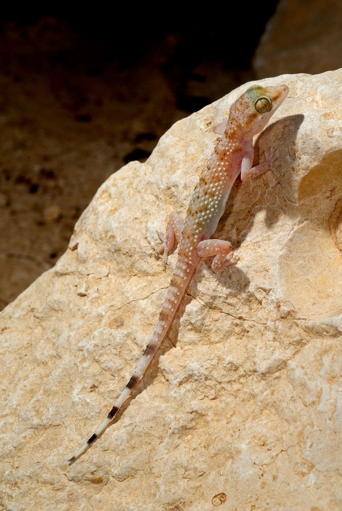 Wadi Ayoun Half-Toed Gecko