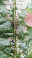Rhectocraspeda periusalis