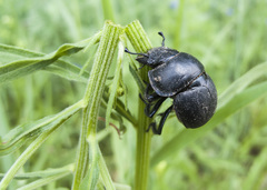 Lethrus apterus
