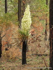 Nolina parviflora