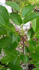 Rhamnus fallax