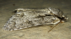 Acronicta laetifica
