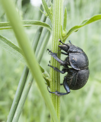 Lethrus apterus