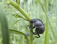 Lethrus apterus