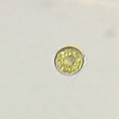 Chlamydomonadales