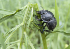 Lethrus apterus
