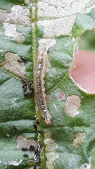 Rhectocraspeda periusalis