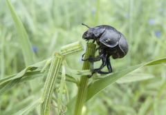 Lethrus apterus