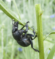 Lethrus apterus