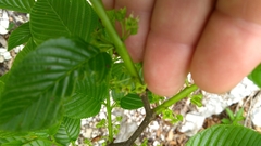 Rhamnus fallax