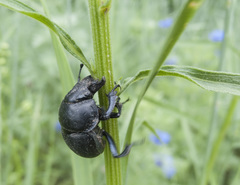 Lethrus apterus