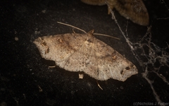 Lithilaria proestans