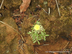 Crocanthemum glomeratum