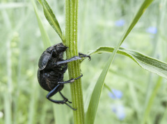Lethrus apterus