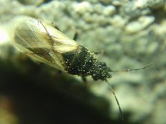 Metopoplax origani