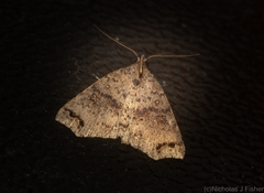 Lithilaria proestans