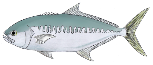 iNaturalist | (c) Kare Kare~commonswiki, some rights reserved (CC BY-SA) Representative image of Campogramma