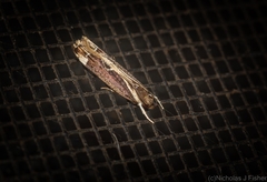 Chaliniastis astrapaea