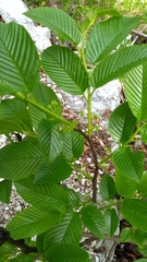 Rhamnus fallax