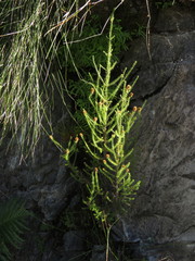 Seriphium cinereum