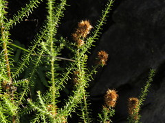 Seriphium cinereum