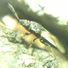Metopoplax origani