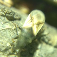 Metopoplax origani