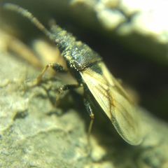 Metopoplax origani