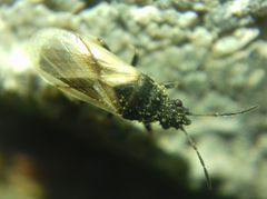 Metopoplax origani