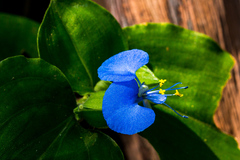 Commelina eckloniana