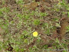Crocanthemum glomeratum