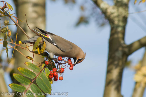 Bohemian Waxwing, photo 9 of 9