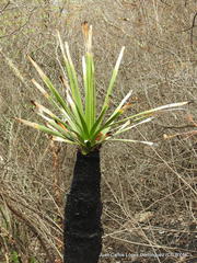 Nolina parviflora