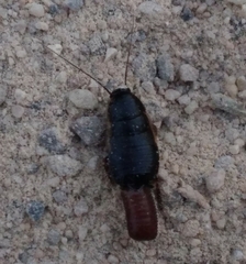 Loboptera canariensis