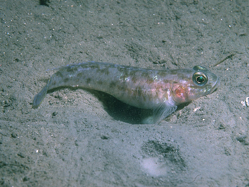 Fries's Goby