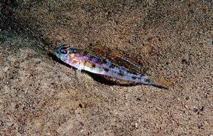 Fries' Goby