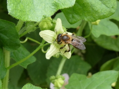 Andrena florea