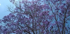 Jacaranda mimosifolia