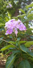Solanum wendlandii